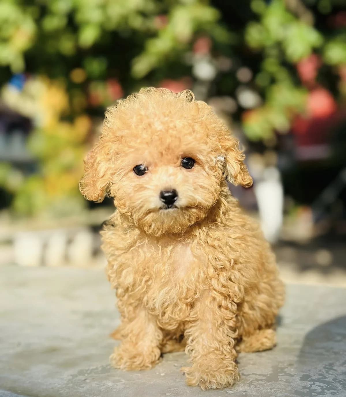 Cachorros de Caniche en venta en Colombia