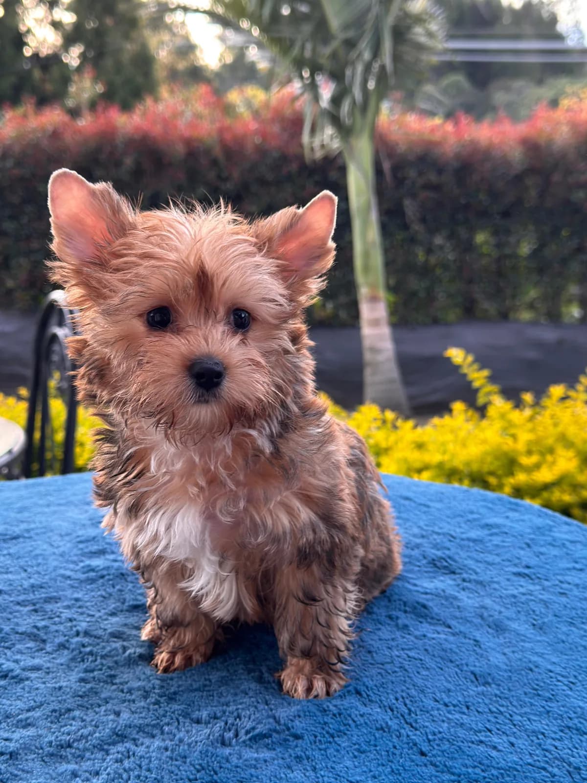 Cachorros de Yorkie en venta en Colombia